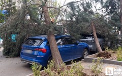 Çankaya'da şiddetli rüzgar sebebiyle araçların üzerine ağaç devrildi
