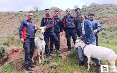 Nallıhan'da 2 gündür kayalıkta mahsur kalan 2 keçi kurtarıldı