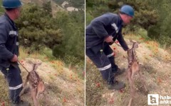 Beypazarı'nda maden işçileri ceylanı çakalların saldırısından kurtardı