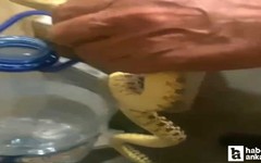 Polatlı'da yılan paniği: Yılanlar yerleşim yerlerine indi!
