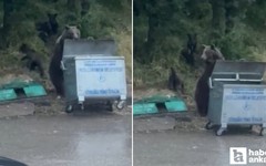Kızılcahamam'da ayı ailesi yemek ararken görüntülendi