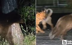 Soğuksu Milli Parkı'nda yaban hayatı için başıboş köpek tehlikesi