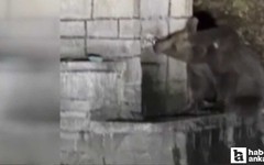 Kızılcahamam'da çeşmeden su için ayı kameraya yansıdı