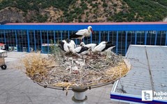 Kızılcahamam'da leylekler göç yolculuğuna hazırlanıyor