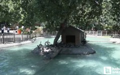 Kuğulu Park'ta 5 yeni yavrunun dünyaya gelmesi bekleniyor