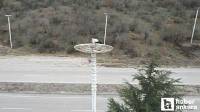 Leylekler, Kızılcahamam'daki evlerine döndüler