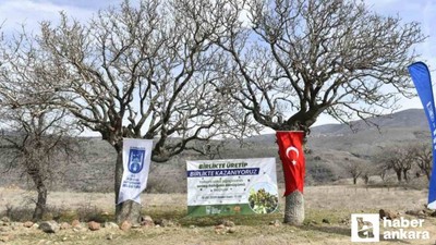 Yabani sakız ağaçları, Ankara fıstığı olacak