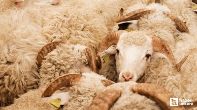 Etimesgut Belediyesi Kurban Satış Yeri Başvuruları bilgilendirmesi yaptı