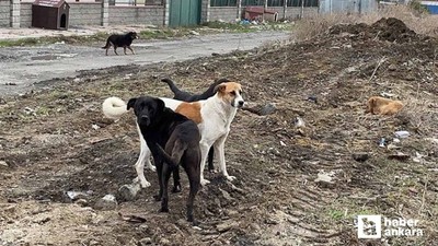 Hastalık taşıyan köpekleri Ankara'ya getiren sanıklar yargılanıyor