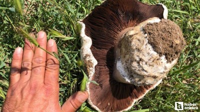 Polatlı'da yürüyüş yapan vatandaş 1 kiloluk mantar buldu