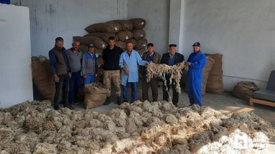 Beypazarı'nda Ankara keçisi tiftik alımlarına başlandı