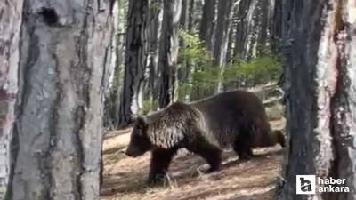 Kızılcahamam Soğuksu Milli Parkı'nda ayılar görülmeye başlandı