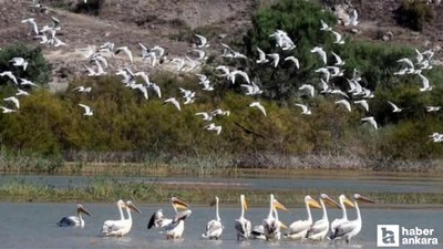 Nallıhan'da 31 Mayıs - 15 Haziran arasında foto safari yarışması düzenlenecek