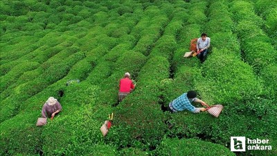 2025 yaş çay alım fiyatı açıklandı! 1 ton çay kaç TL oldu?