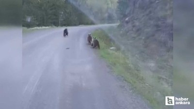 Beypazarı'nda eve giderken 3 ayı ile karşı karşıya geldi