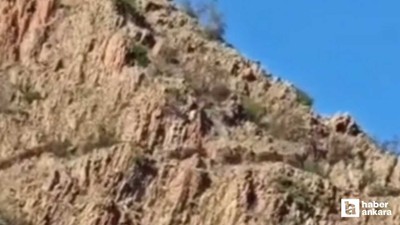 Beypazarı'nda koyunlarını otlatan çoban domuz sürüsüyle karşılaştı