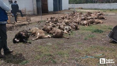 Haymana'da çiftliğe giren kurtlar 92 kuzuyu telef ettiler
