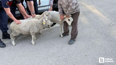 Polatlı'da koyun hırsızlığı jandarmaya yakalandı