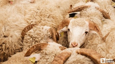 Etimesgut Belediyesi kurbanlık hayvan satış ve kesim yerlerini duyurdu