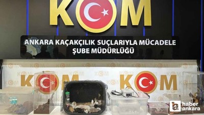 Ankara merkezli 5 ildeki operasyon: 96 egzotik hayvan ele geçirildi