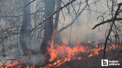 Beypazarı'nda orman yangını: Ekiplerin müdahalesi sürüyor