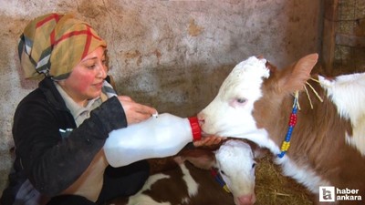 Çubuk'ta 16 yaşında başlayan hayvancılık macerası büyük bir hikayeye dönüştü