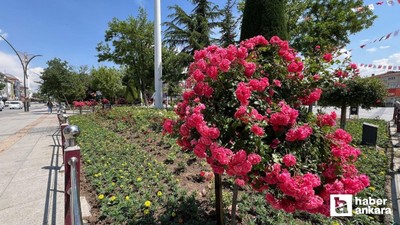 Sincan Belediyesi park ve bahçeleri çiçekler ile süslüyor