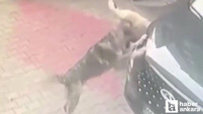 Ankara'da sahipsiz köpekler otomobile saldırdı!