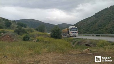 Çubuk'ta başıboş köpekler buzağıyı parçaladı, sahiplerine saldırdı