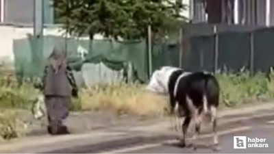 Akyurt'ta kaçan dana yaşlı kadını yaraladı