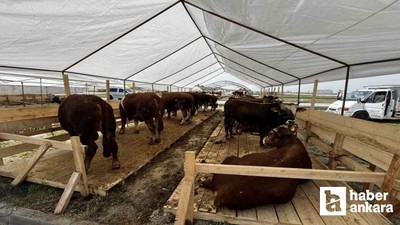 Sincan Belediyesi, Kurban Bayramı hazırlıklarını tamamladı