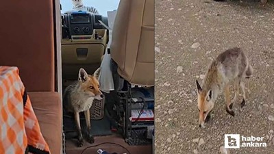 Polatlı'da karavanı ziyaret eden tilki yüzleri gülümsetti