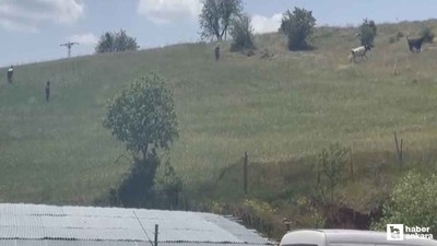 Elmadağ'da kaçan kurbanlık danalar sahiplerini peşlerinden koşturdular