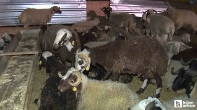 Yenimahalle'de kurban pazarında gece mesaisi yaşanıyor!