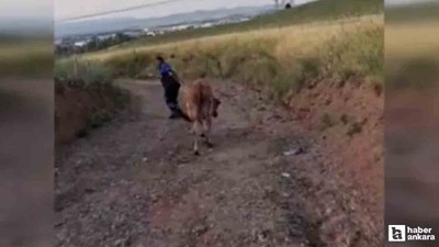 Akyurt'ta kaçan kurbanlıklar tek tek yakalandı