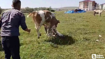 Yozgat'ta 2 defa kaçan kurbanlık sahibini yordu