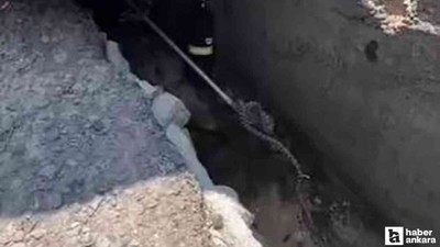 Çamlıdere'de aracın altına giren yılana belediye ekipleri müdahale etti
