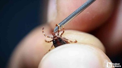 Kene evde nasıl çıkarılır, yanlış çıkarsa ne olur, ne yapılmalı?