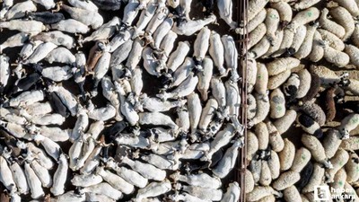 Kurban Bayramı kapsamında 3 milyondan fazla kurbanlık satışı yapıldı