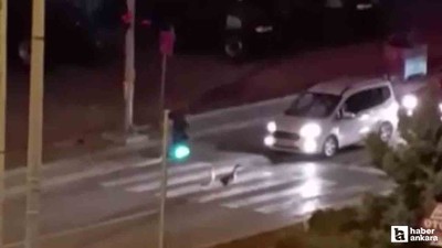 Beypazarı'nda yaya geçidini kullanan kazlar kameraya takıldılar