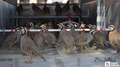 Bakanlık duyurdu: Keneyle mücadele için doğaya salınacaklar!