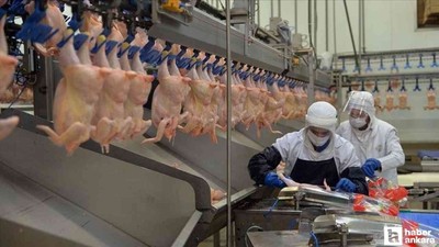 TÜİK: Tavuk eti üretimi artarken tavuk yumurtası üretimi azaldı