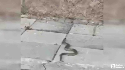 Beypazarı'nda sokak ortasında görülen yılan tedirgin etti
