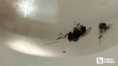 Ankara'da üretilen 20 bin Samurai arısı doğaya salındı