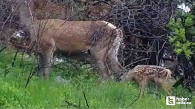 Beypazarı'nda çobanların bulduğu yavru geyik annesine kavuşturuldu