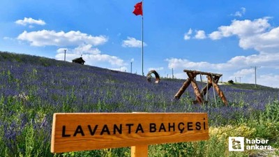 Ankara'nın en güzel 3 lavanta bahçesi hem de bedava