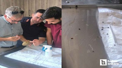 Polatlı'da üzerinde keneler bulunan kaplumbağayı Jandarma kurtardı