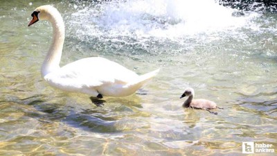 Kuğulu Park'ta 15 yıl sonra ilk beyaz kuğu dünyaya geldi!