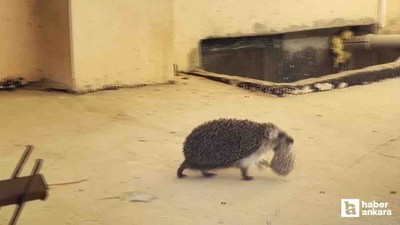 Çankaya'da yavrusunu ağzında taşıyan kirpi ilgi odağı oldu