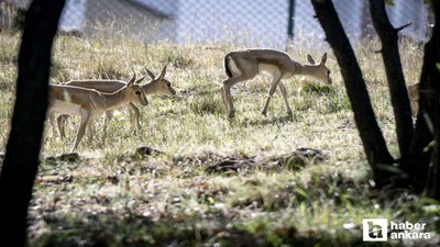 Altınköy Açık Hava Müzesi'nde üç ceylan yavrusu dünyaya geldi